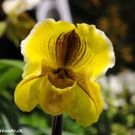Orchideen Ausstellung in der Orangerie Elfenau 047.jpg